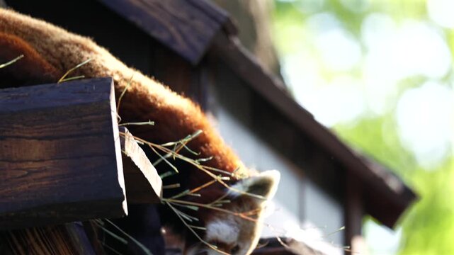Red panda climbing down a wooden platform in zoo enclosure seen from below close up