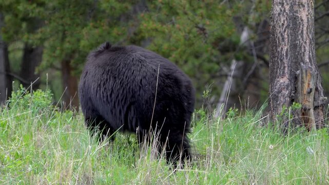 Black Bear Foraging Near Hayden Valley in Yellowstone National Park