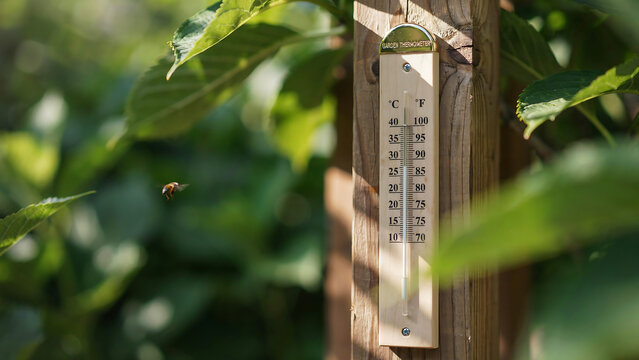 Garden thermometer mounted on wooden fence post showing hot weather with bee flying nearby in lush green backyard setting during sunny summer day in rural landscape environment.