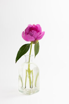 Single peonies pink flower in clear glass vase on white background in a simple setup