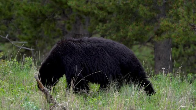 Black Bear Foraging Near Hayden Valley in Yellowstone National Park
