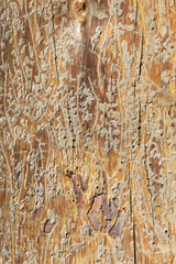 Fototapeta premium Texture background showing detailed patterns on wood
