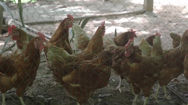 Brown laying hens inside a wire-fenced enclosure at an organic or traditional free-range poultry farm.