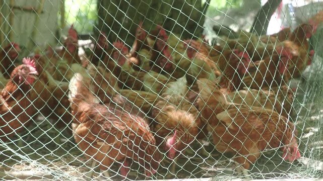 Brown laying hens inside a wire-fenced enclosure at an organic or traditional free-range poultry farm.