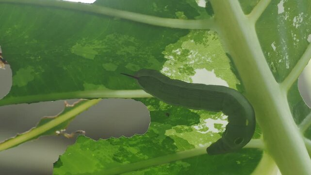 Green caterpillar feeds on green leaves it is a slender green caterpillar that camouflages itself well against the foliage.