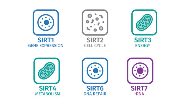 Sirtuin Protein Family Functional Icons Illustrating Key Cellular Biological Roles