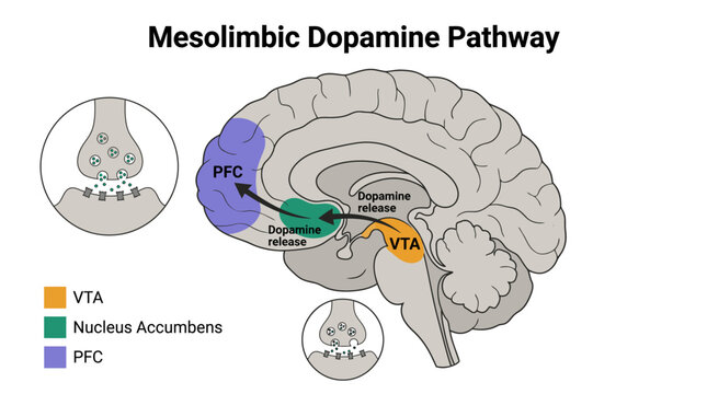 Mesolimbic Dopamine Pathway and Brain Reward Circuitry Infographic