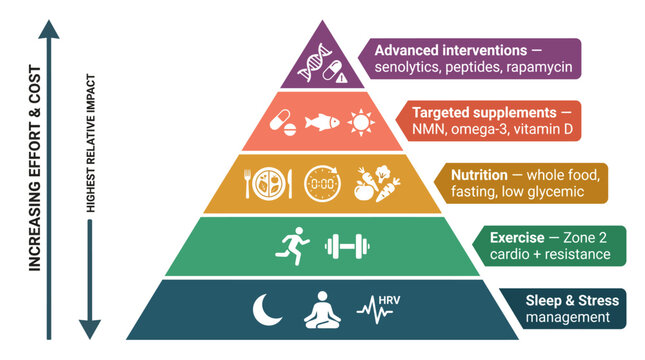 Longevity Lifestyle Pyramid Health Optimization Chart