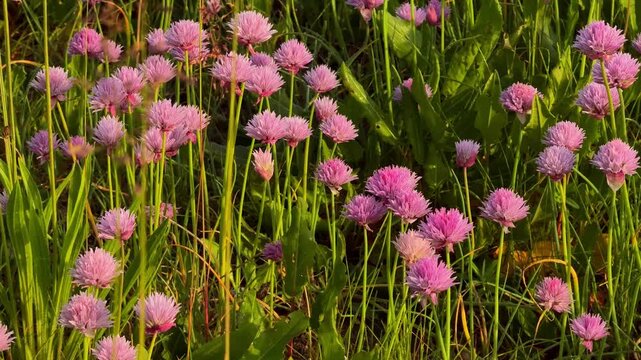 Close up of blooming pink wild garlic flowers with soft natural light. Beautiful floral background, vibrant spring colors and fresh botanical texture for nature themed projects.