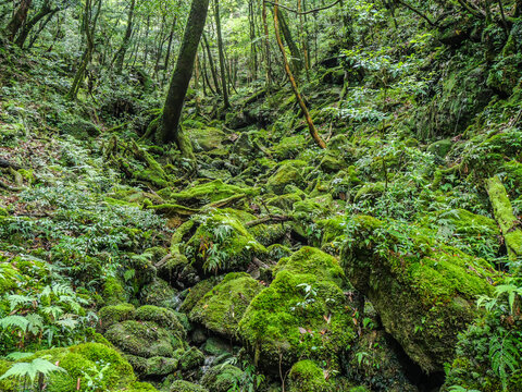 【鹿児島県】世界遺産・屋久島の白谷雲水峡