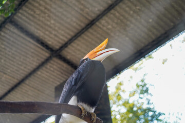 Rhinoceros hornbill bird perched on branch under shelter © Firman Maulana Ihsan