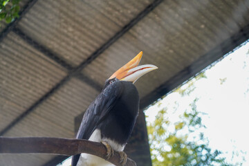 Southern crowned hornbill perched on branch in zoo enclosure © Firman Maulana Ihsan
