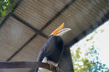 Southern hornbill bird perched on a metal bar under a roof © Firman Maulana Ihsan