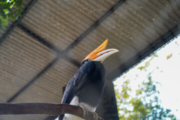 Southern hornbill bird perched on branch under roof © Firman Maulana Ihsan