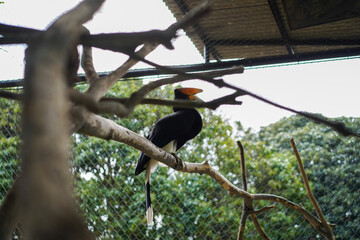 Southern crowned hornbill perched on tree branch in forest © Firman Maulana Ihsan