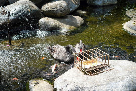 Koi fish swimming in pond with bread trap on rock