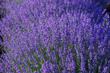Fototapeta premium Vibrant purple lavender bush blooming in a sunny summer field background.