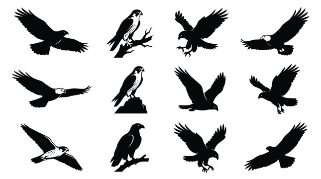 Majestic Birds of Prey Silhouettes Collection Featuring Raptors in Flight, Perched, Landing, and Hunting Poses for Wildlife Vector Art and Stock Illustration