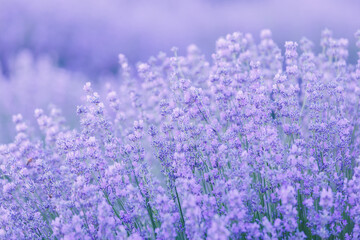 Obraz premium Purple lavender flowers in soft focus for spa and natural wellness background.