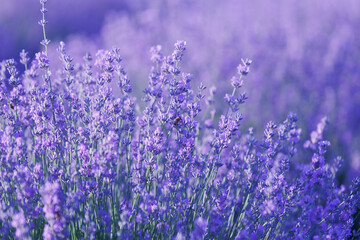Fototapeta premium Beautiful blooming purple lavender flowers in a summer field with copy space.