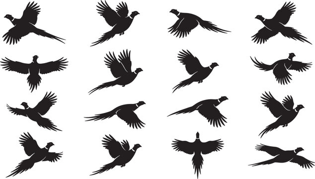Pheasant bird silhouettes in various flight poses collection for hunting logos and wildlife graphic design projects