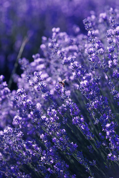 Close up of honey bee pollinating vibrant purple lavender flowers in a summer field.