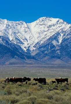Free range cattle at base of Sierra Nevada Mountains.