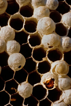 Wasp emerging from nest.