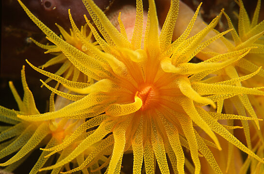 Yellow sea anemone bringing tentacle to mouth.
