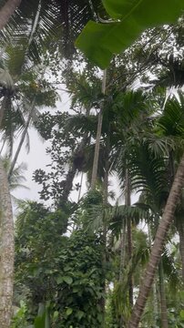 Looking up through a dense tropical forest canopy with tall coconut palms, areca palms and lush green vegetation in a peaceful natural landscape. Slow upward perspective.
