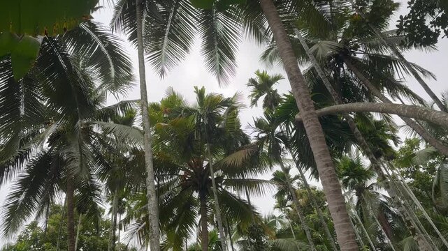 Wide view of a tropical coconut and areca palm grove with lush greenery and towering trees under an overcast sky, creating a peaceful natural countryside scene.