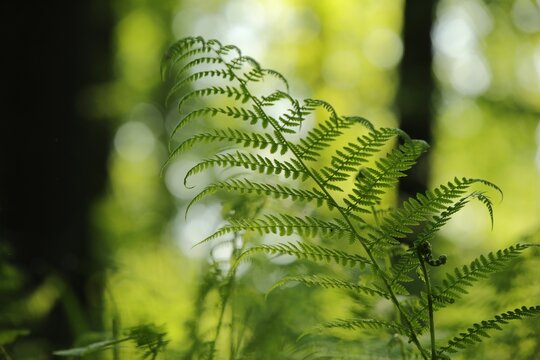 Fern in the forest on a sunny spring morning