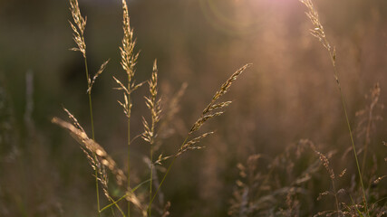 Fototapeta premium Close-up of wild grass blades illuminated by warm summer sun at sunset on a meadow with blurred bokeh background.