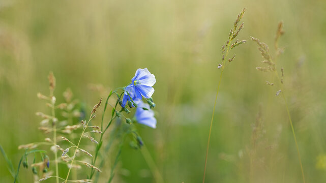 Close-up of a blooming blue flax flower on a green summer meadow with soft blurred background and wild grass blades.