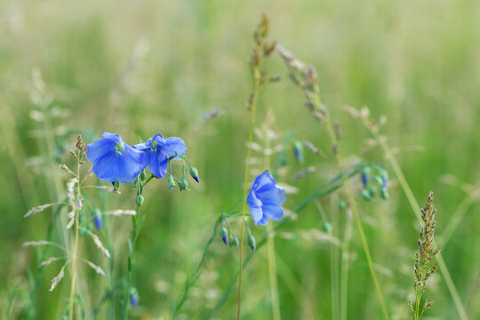 Close-up of blooming blue flax flowers on a green summer meadow with a blurry bokeh background and wild grass.