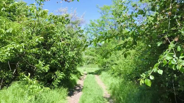 Slow walking perspective along a narrow dirt path surrounded by lush green trees and vegetation on a sunny day.