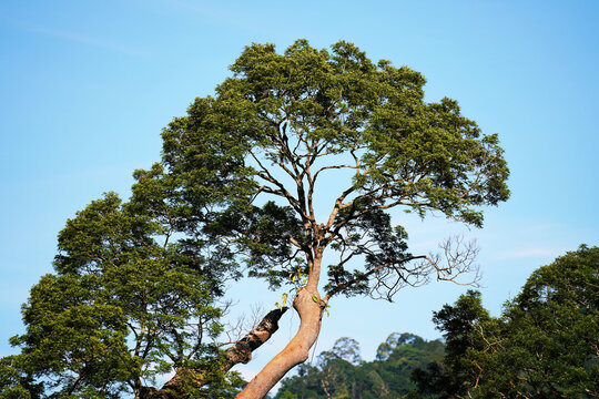 Majestic leaning emergent tree towering over a tropical rainforest under a clear blue sky