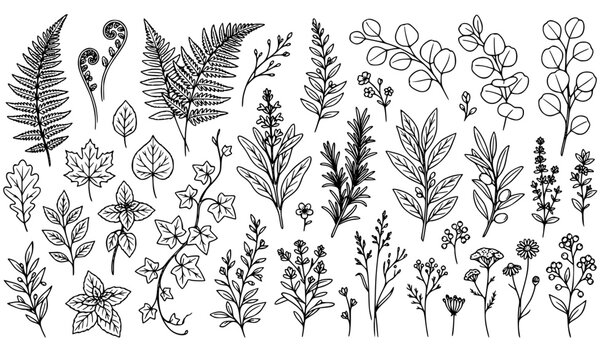 Elegant Botanical Foliage Line Drawing Set &ndash; Forest Leaves, Fern and Herbs