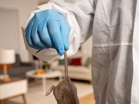 A pest control professional wearing a protective suit and blue gloves holds a dead rat by the tail.