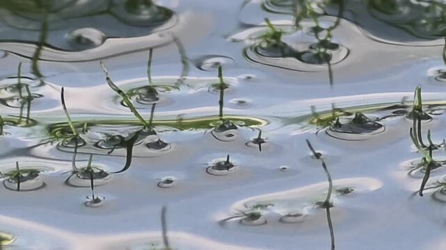 Abstract Silver Water Surface with Distinctive Surface Tension Dimples and Aquatic Plants.4k

