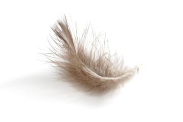 There is a brown chicken feather lying on a white background. ©  DENIS  