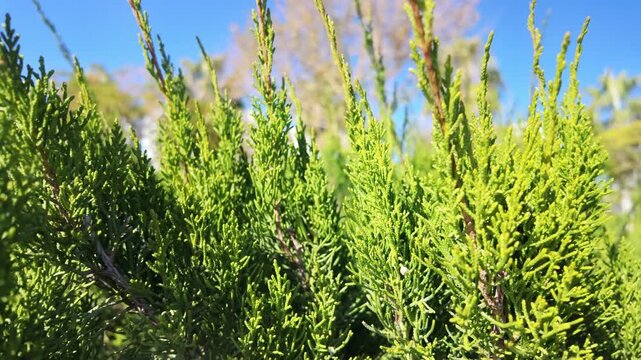 Pan left close-up of fresh bright green juniper sabina shoots with scale-like foliage against blue sky in antalya park.