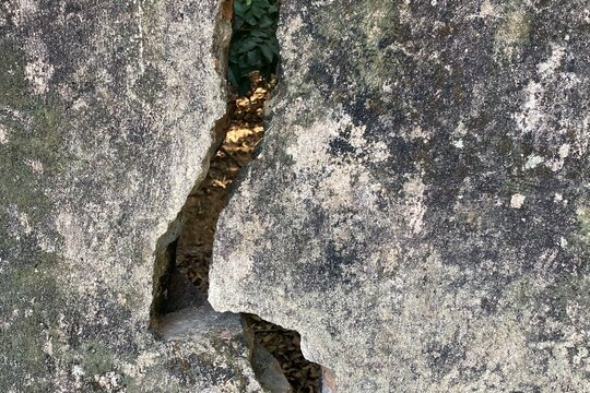 Moss and Lichen Growing on Weathered Concrete Surface