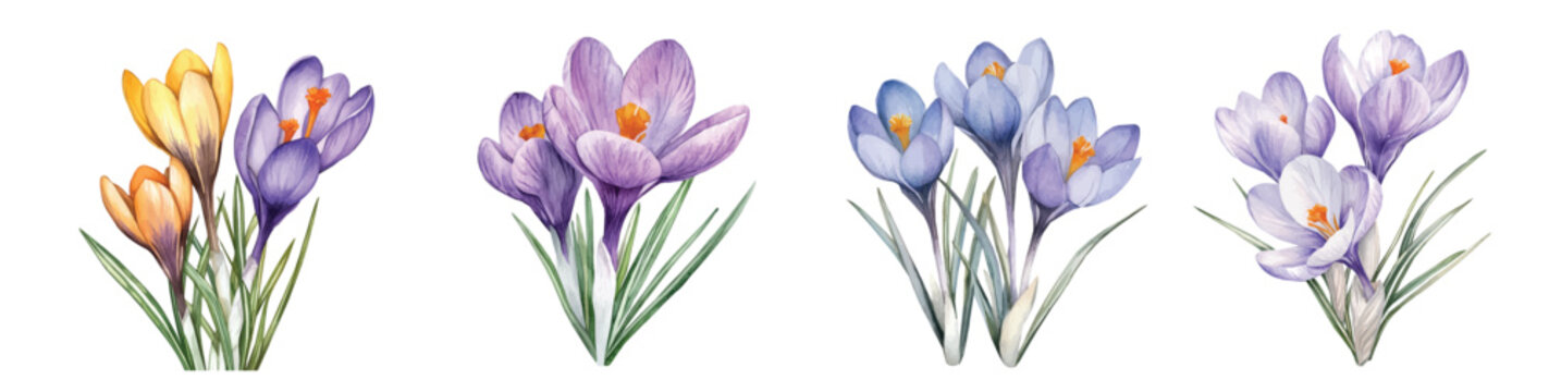A painted in watercolor, this hand-drawn crocus flower, isolated on a white background, elegant vector design, EPS format. vector flower set design. illustration, Artwork collection