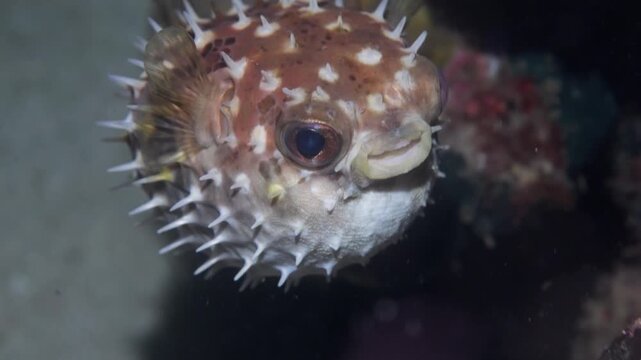 Porcupinefish Hovering Near Coral Reef