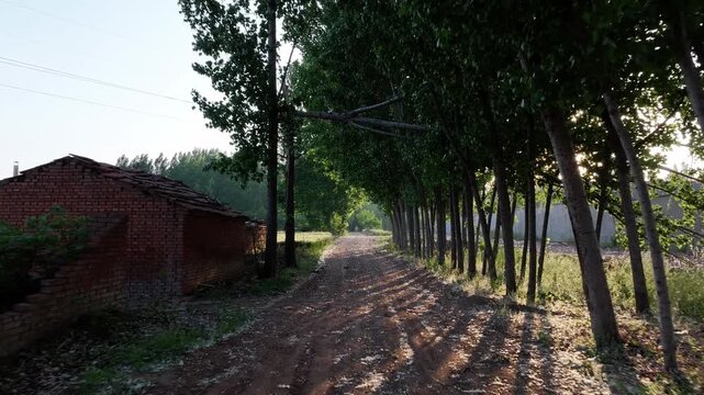 Rural dirt road lined with lush green trees and open fields in early morning light