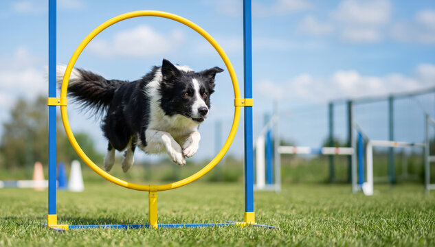 A border collie is in mid-air as it jumps through a yellow hoop in a park. The sun is shining and the grass is green, showing an active training scene with agility equipment in the background