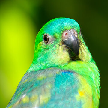 Perroquet turquoise tient la pause