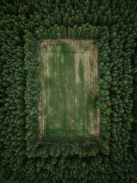Aerial view of a rectangular clearing in a dense pine forest with lush green grass and dark evergreen trees, Poland.