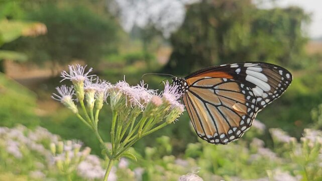 Tiger Butterfly collecting nectar from delicate white wildflowers. Butterfly's long proboscis, intricate wing patterns, and natural pollination behavior. Perfect for wildlife documentaries, entomology